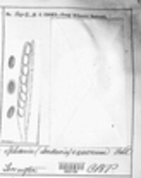 Hypocopra equorum image